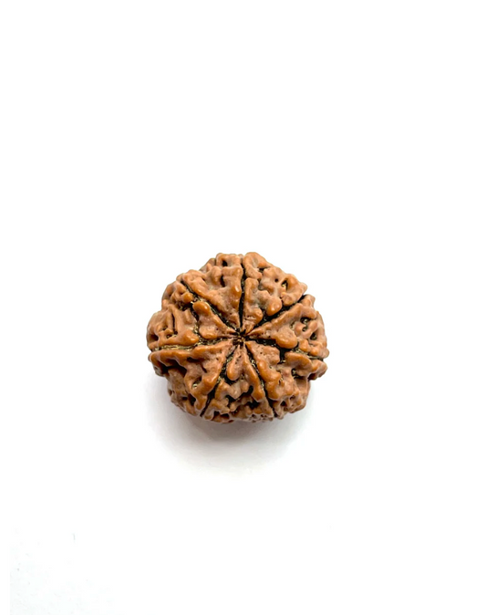 7 Mukhi Rudraksha (Nepali Bead)