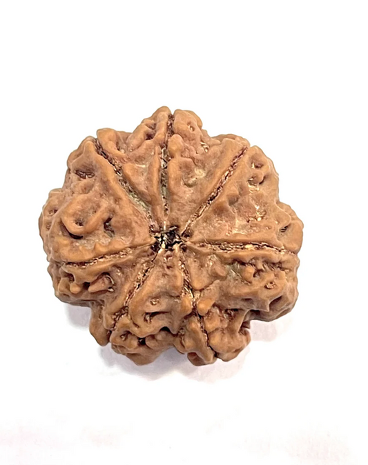 7 Mukhi Premium Rudraksha Amla (Nepali Bead)