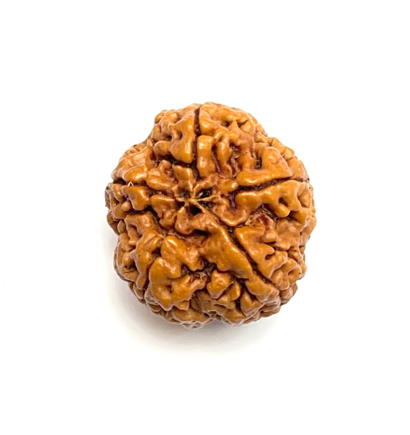 5 Mukhi Amla Rudraksha (Nepali Bead)