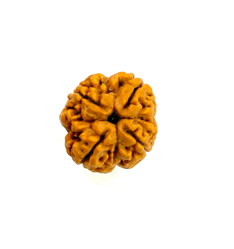 Four Mukhi Nepali Rudraksha Amla