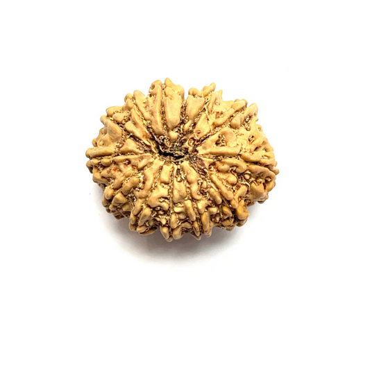 13 Mukhi Rudraksha (Nepali Bead)
