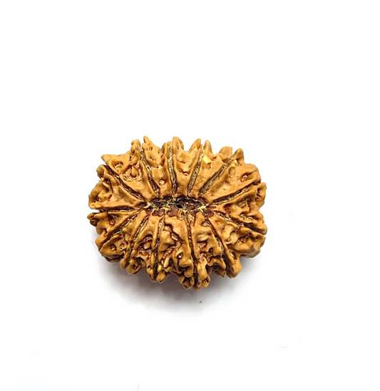 13 Mukhi Rudraksha Premium Collector (Nepali Bead)