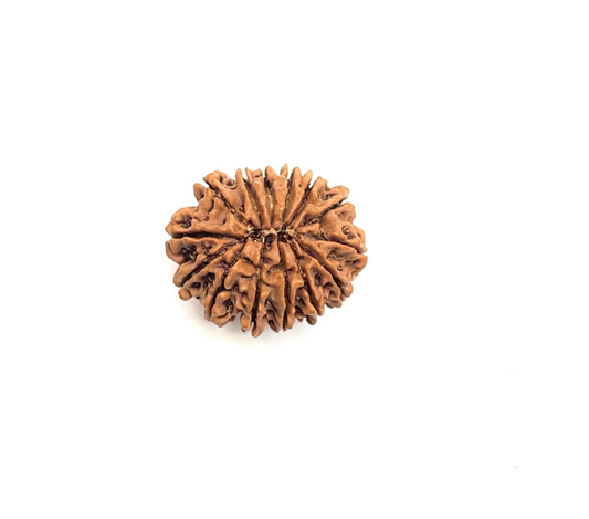 14 Mukhi Premium Rudraksha (Nepali Bead)
