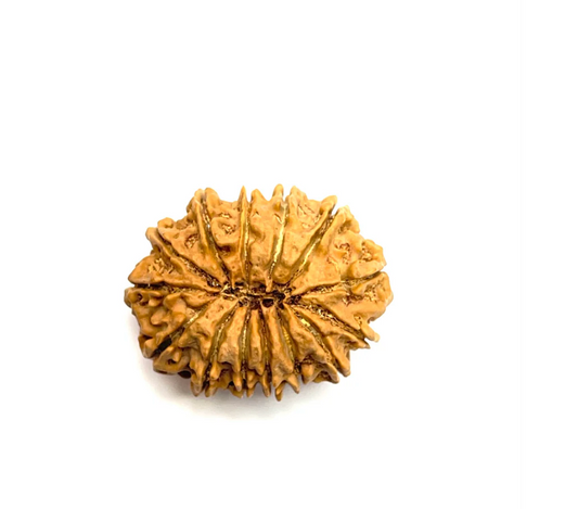 14 Mukhi Premium Rudraksha (Nepali Bead)