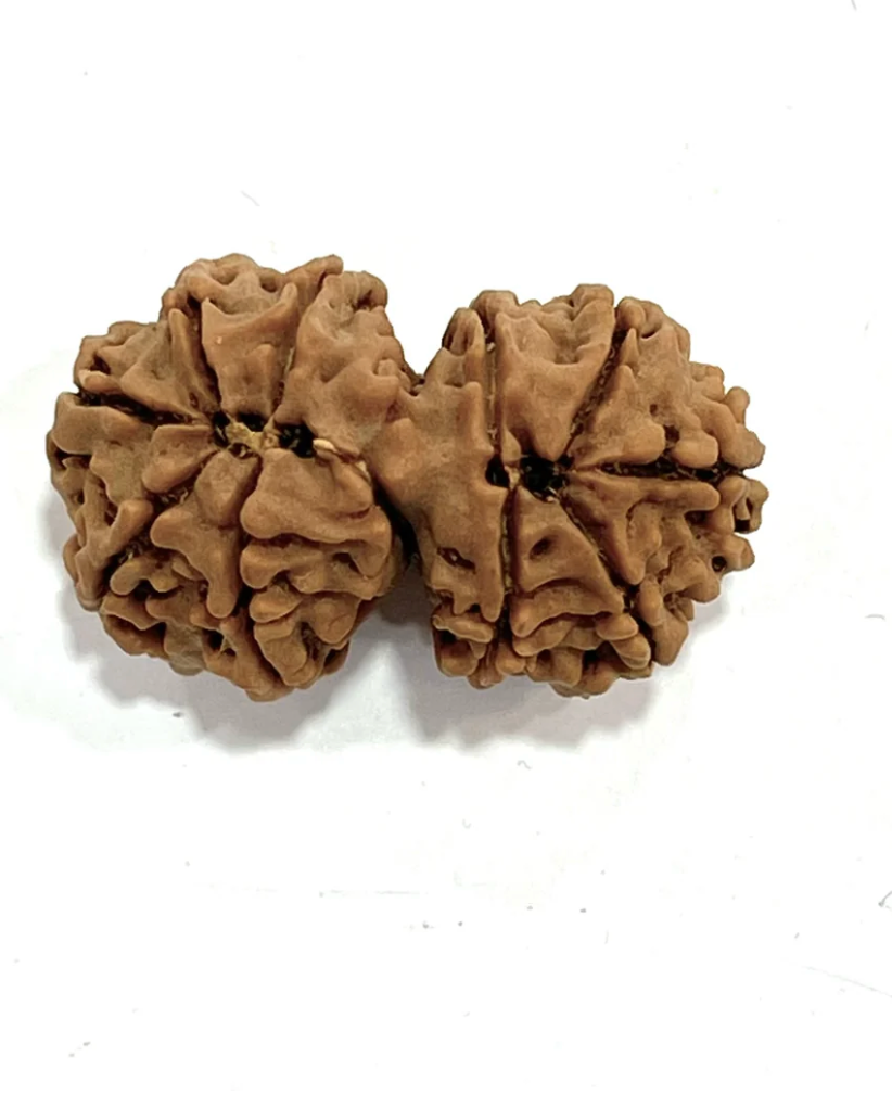 Gauri Shankar Rudraksha (Premium)