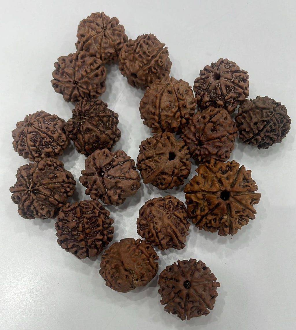 7 Mukhi Rudraksha