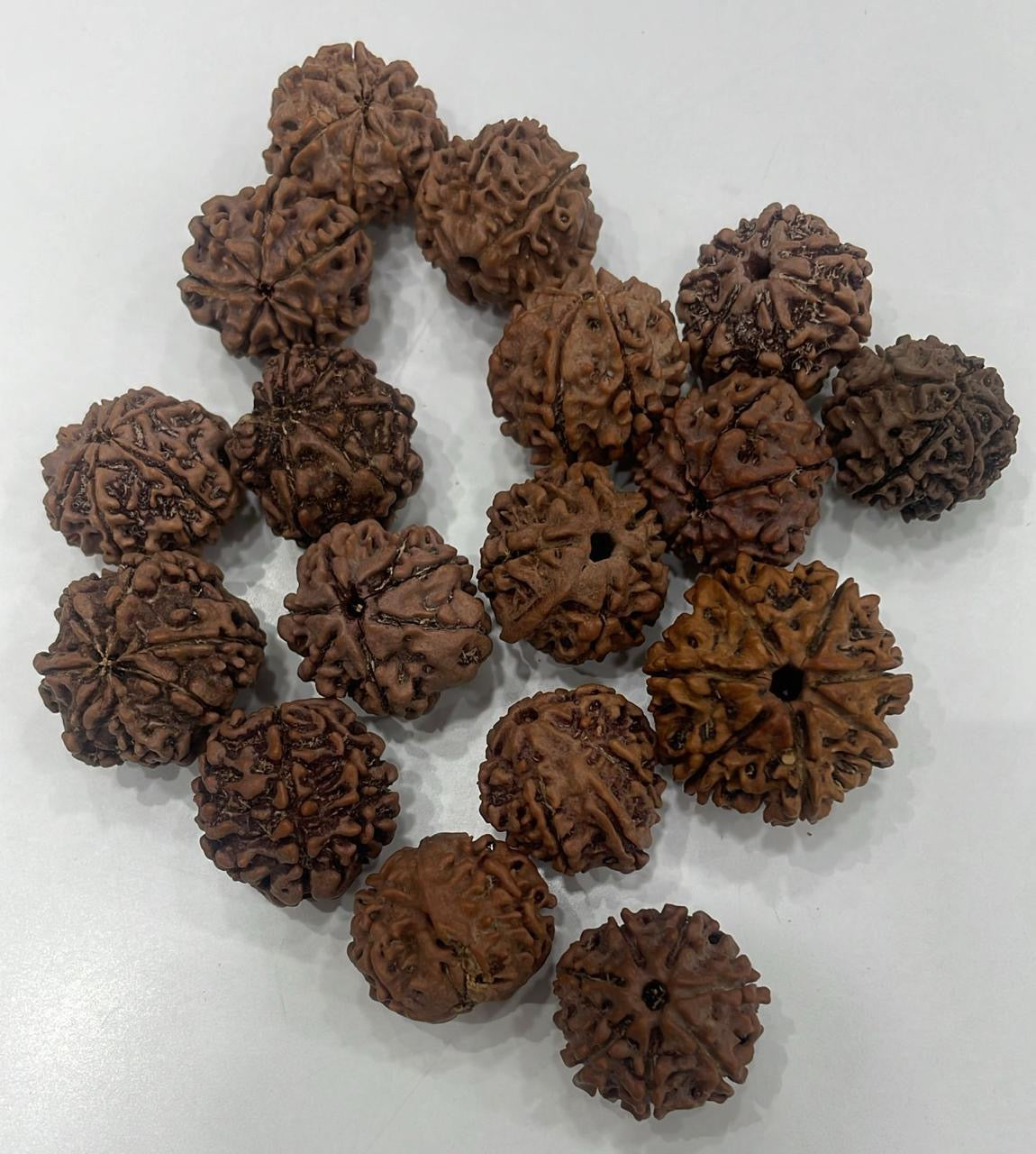 7 Mukhi Rudraksha