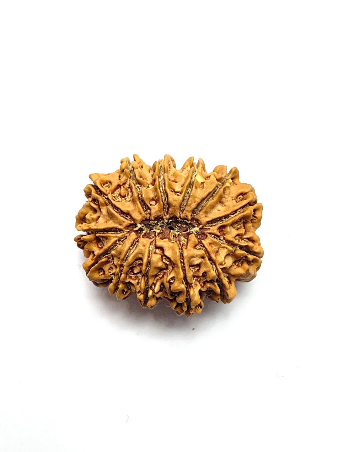 13 Mukhi Rudraksha
