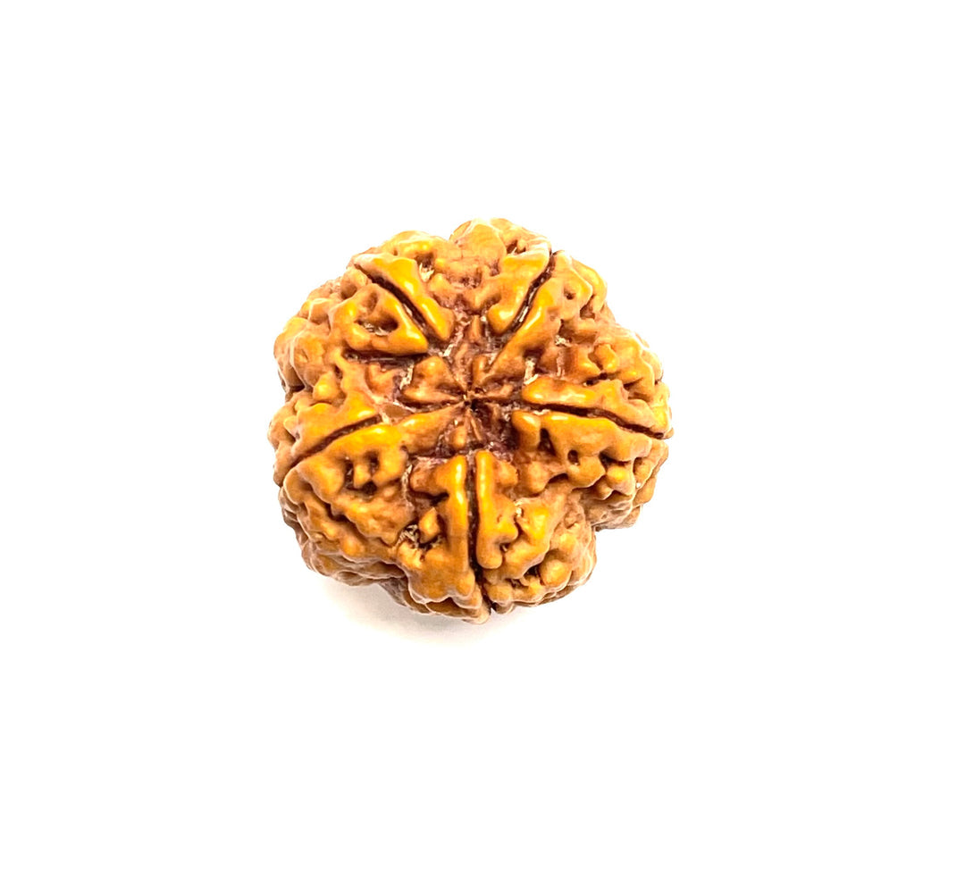 5 Mukhi rudraksha