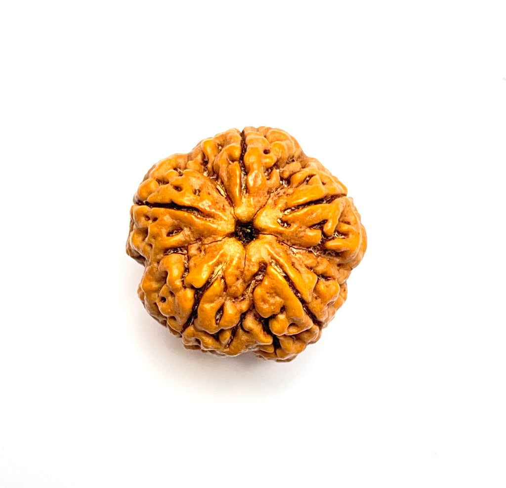 5 Mukhi rudraksha