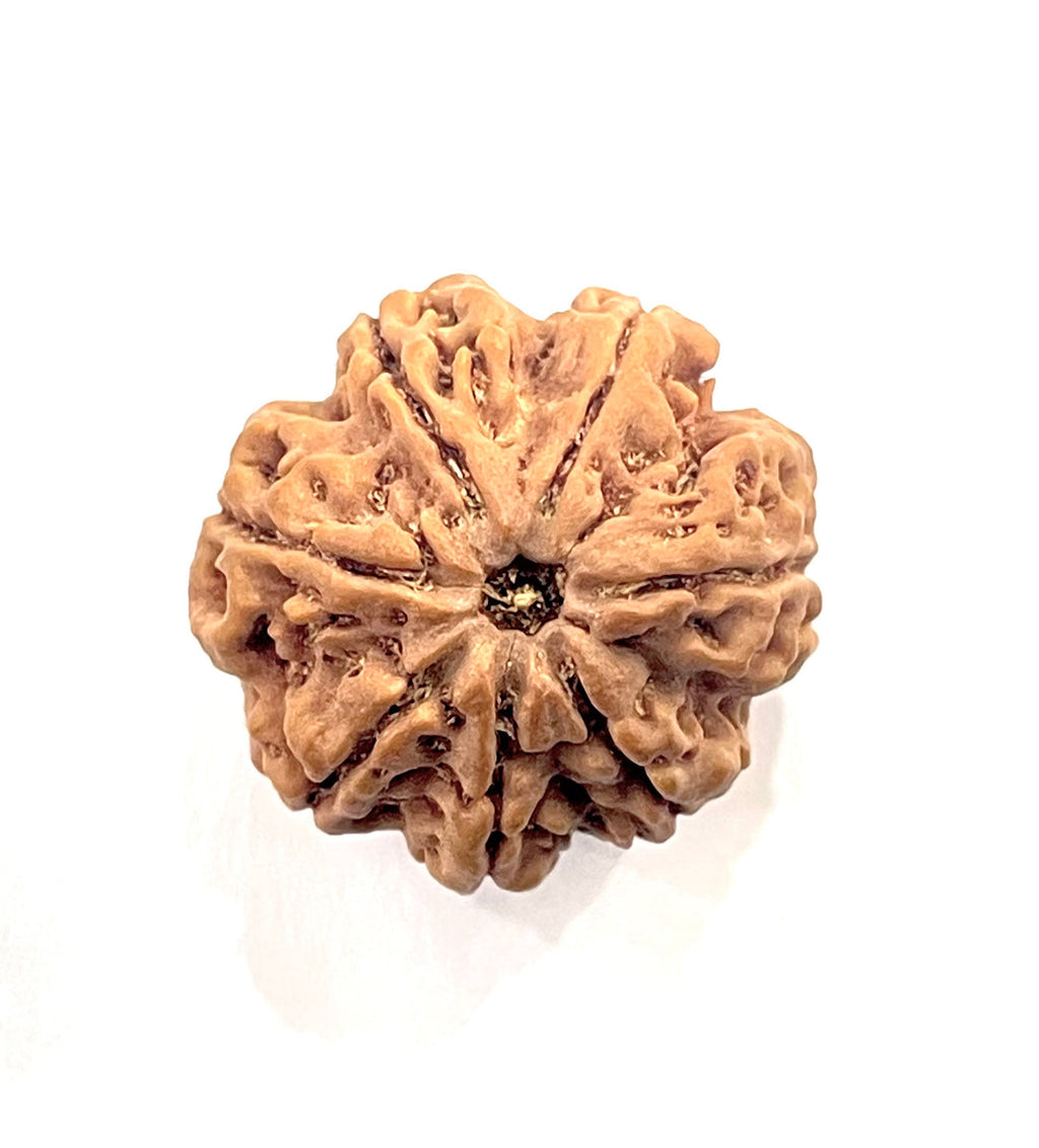 7 Mukhi Rudraksha