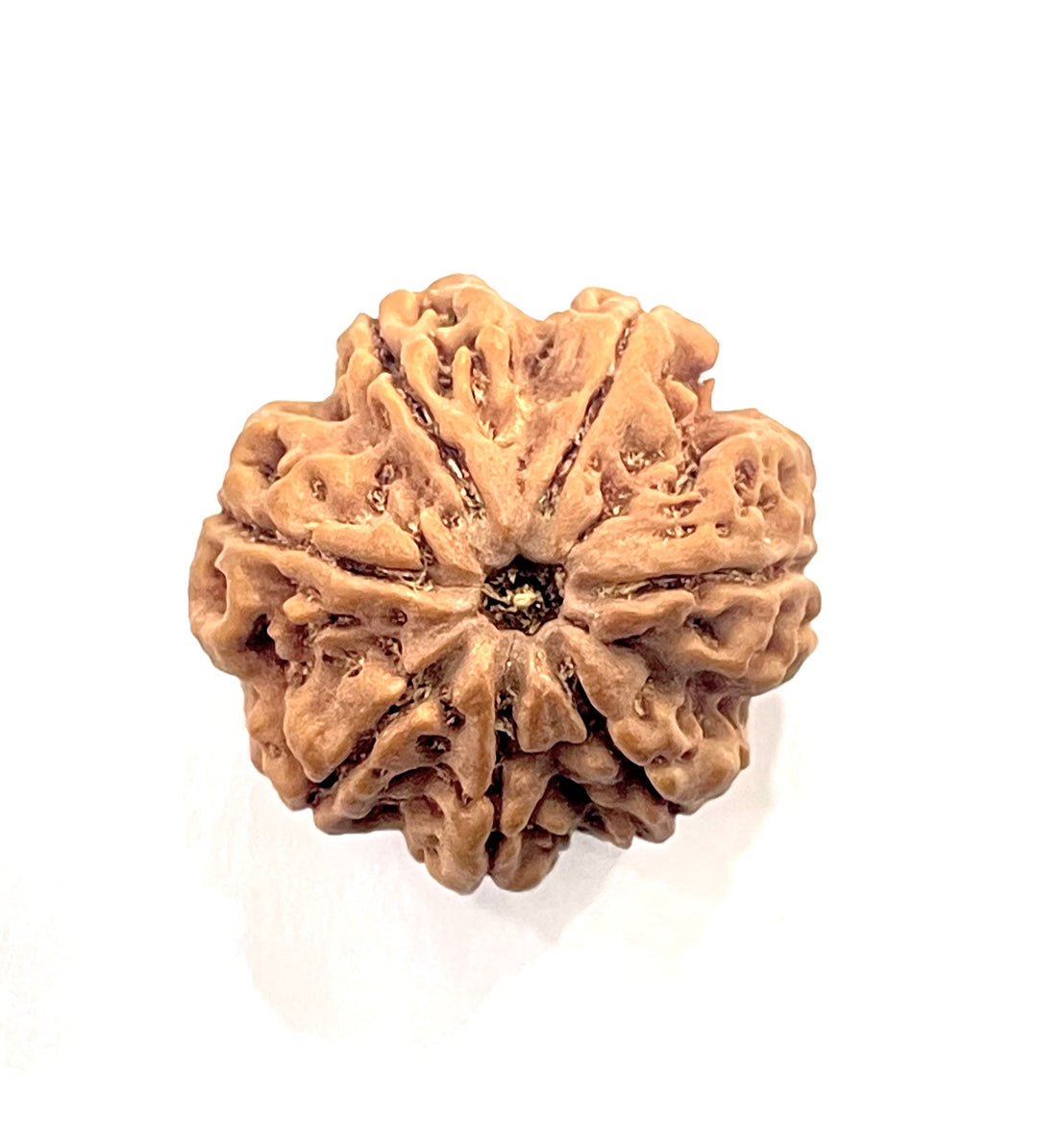 7 Mukhi Rudraksha