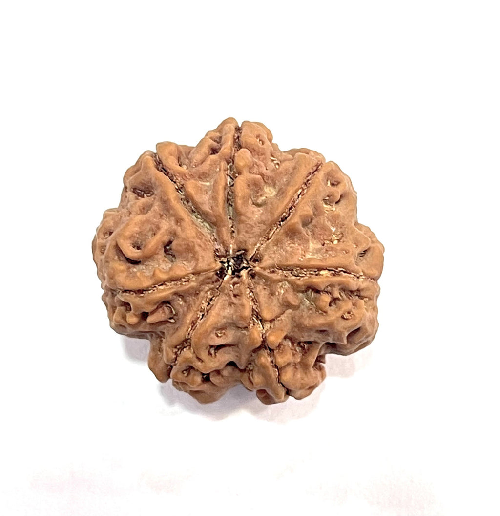 7 Mukhi Rudraksha