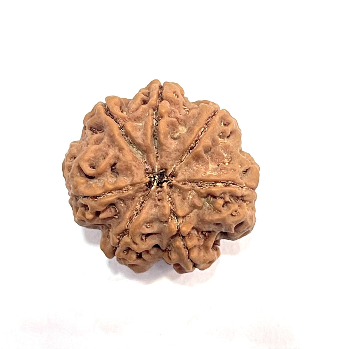 7 Mukhi Rudraksha