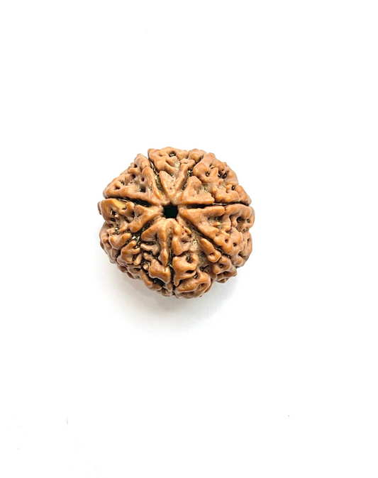 7 Mukhi Rudraksha (Nepali Bead)