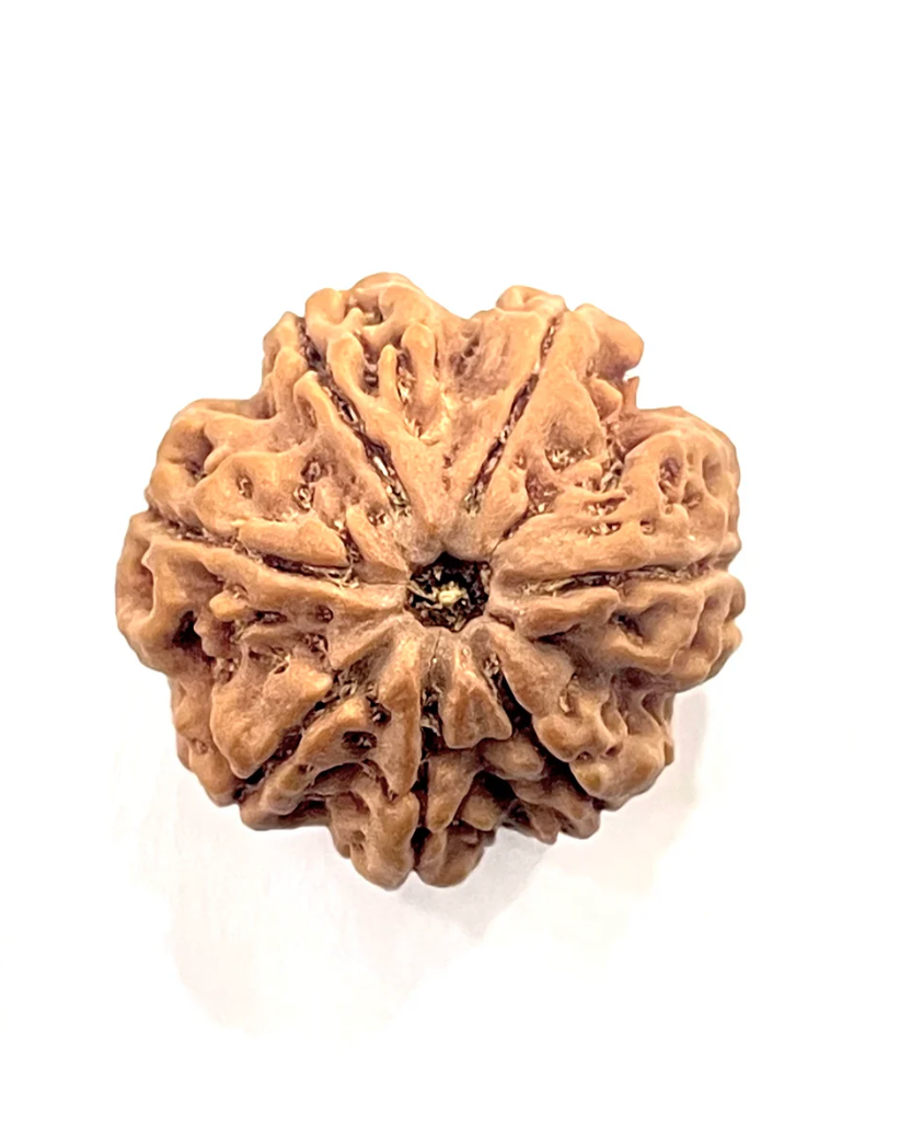 7 Mukhi Premium Rudraksha Amla (Nepali Bead)