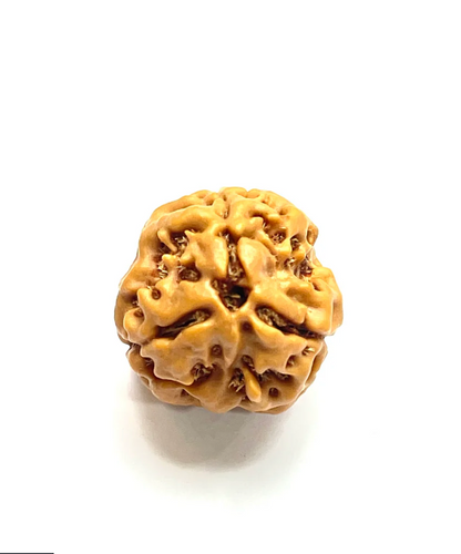 3 Mukhi Rudraksha (Nepali Bead)