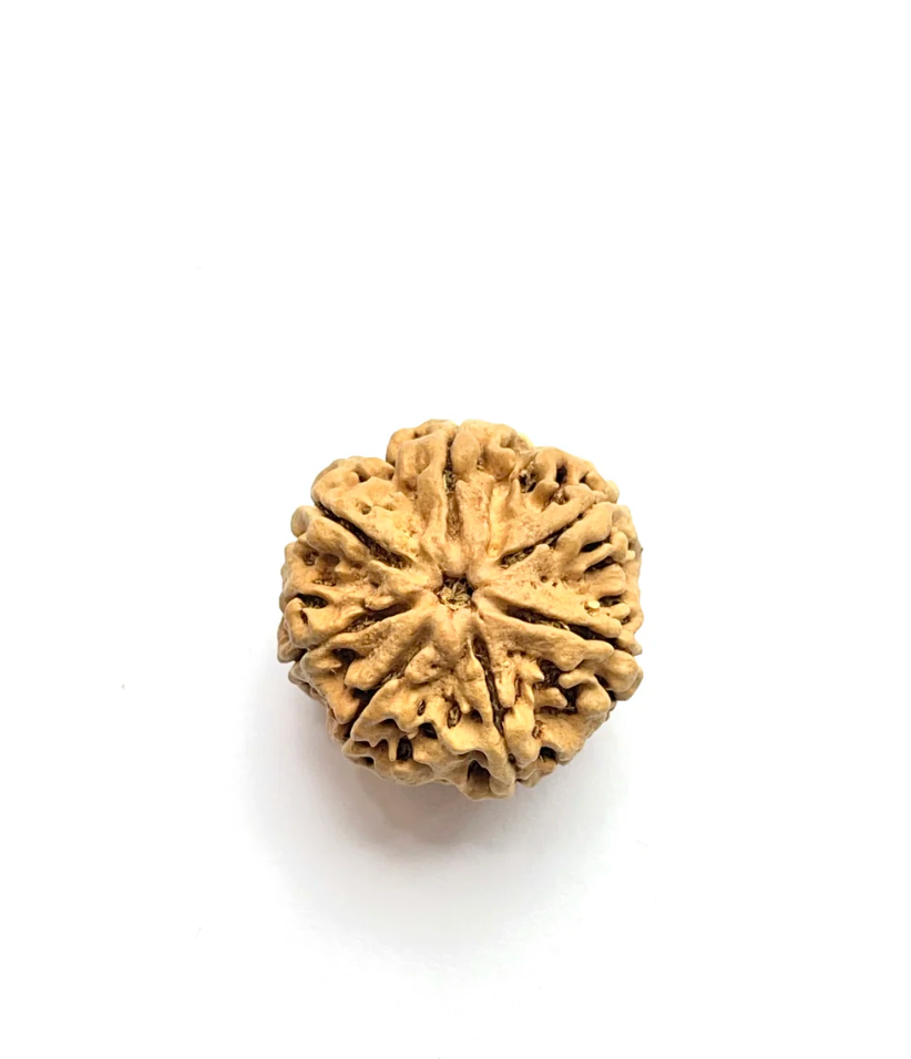 7 Mukhi Rudraksha Amla