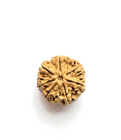 7 Mukhi Rudraksha Amla
