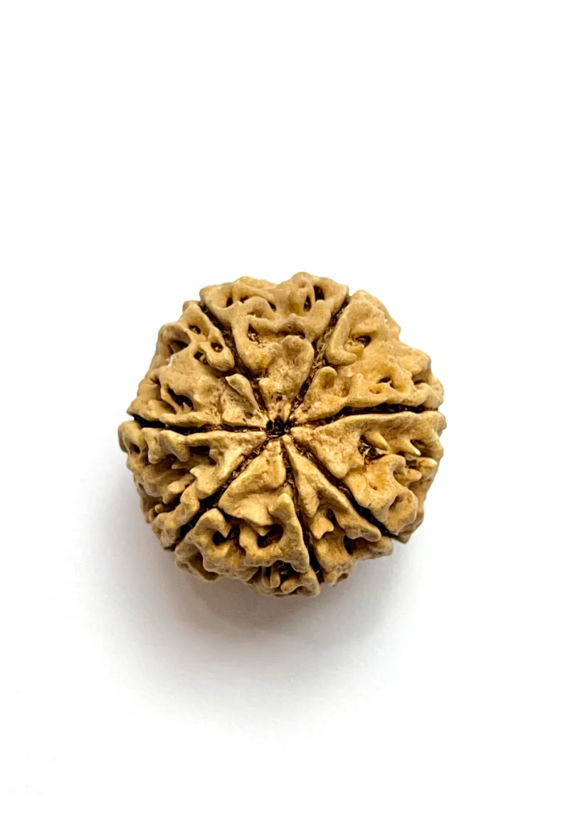 7 Mukhi Rudraksha Amla