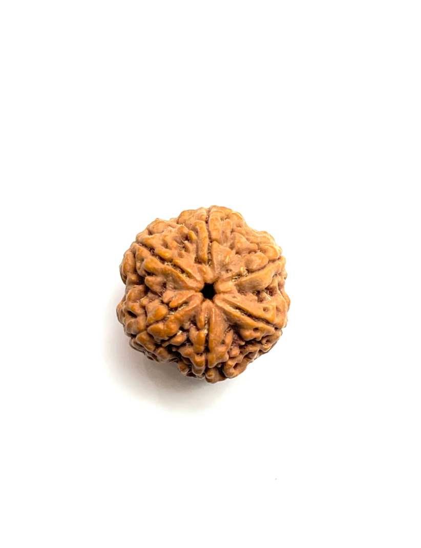 6 Mukhi Rudraksha Premium Amla Bead