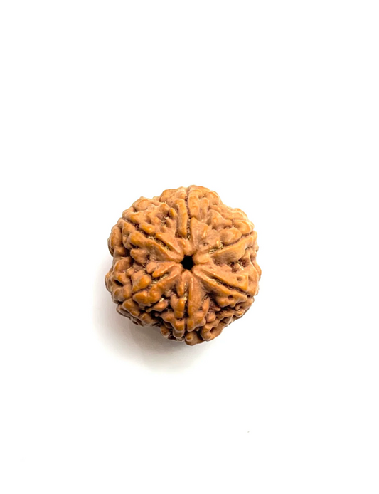 6 Mukhi Rudraksha Premium Amla Bead