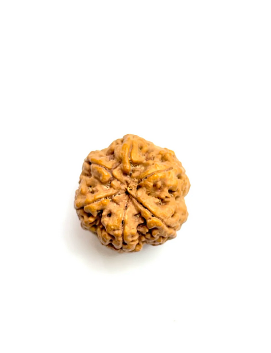 6 Mukhi Rudraksha Premium Amla Bead
