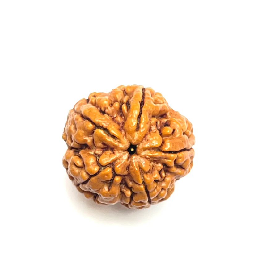 5 Mukhi Amla Rudraksha (Nepali Bead)