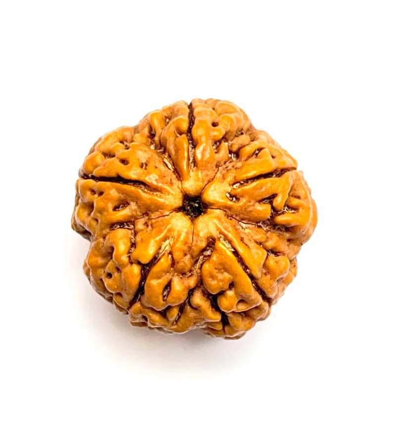 5 Mukhi Amla Rudraksha Premium Quality
