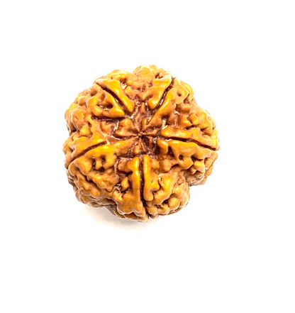 5 Mukhi Amla Rudraksha Premium Quality