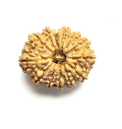 13 Mukhi Rudraksha (Nepali Bead)