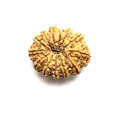13 Mukhi Rudraksha (Nepali Bead)