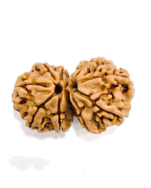 Gauri Shankar Rudraksha (Premium)