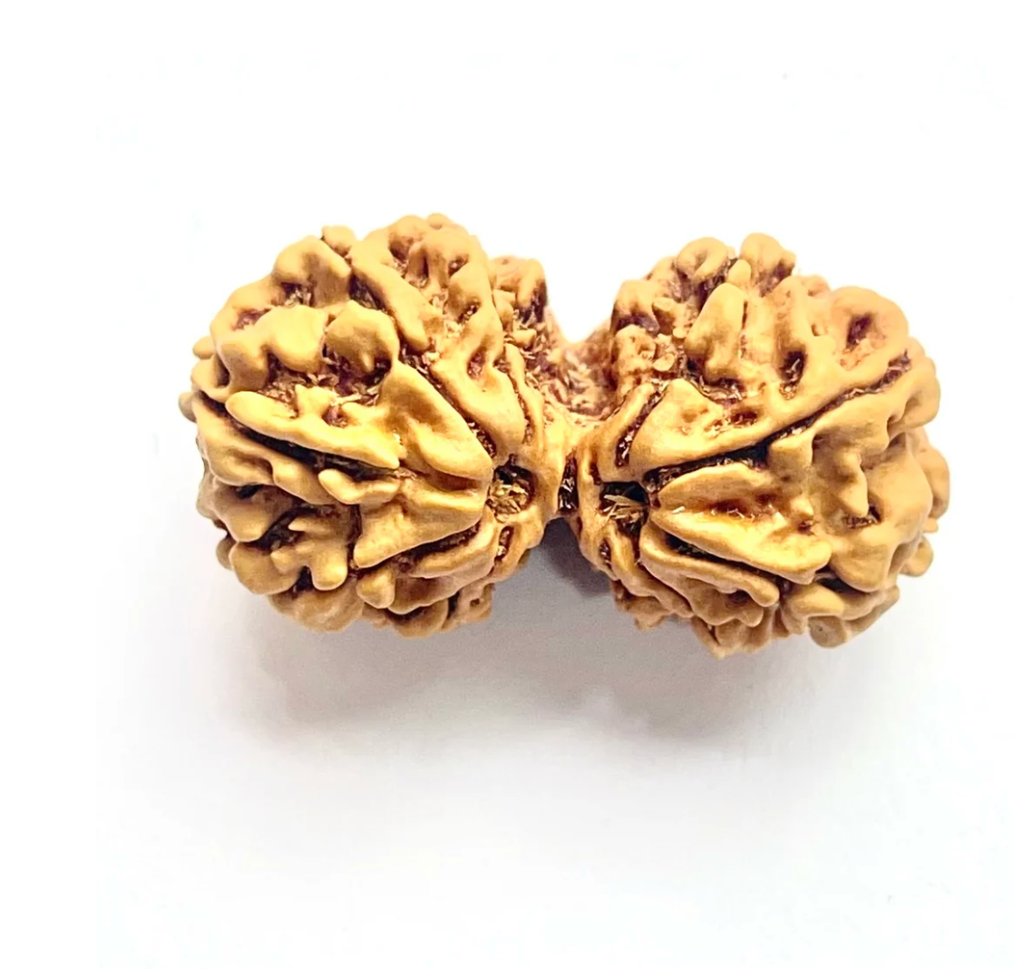 Gauri Shankar Rudraksha Premium Collector Bead