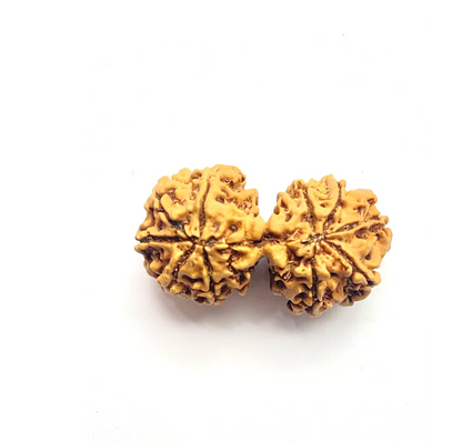 Gauri Shankar Rudraksha Premium Collector Bead