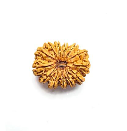 13 Mukhi Rudraksha Premium Collector (Nepali Bead)