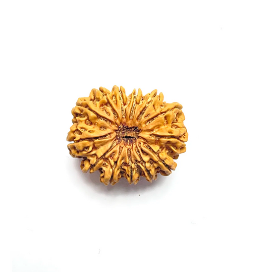 13 Mukhi Rudraksha Premium Collector (Nepali Bead)