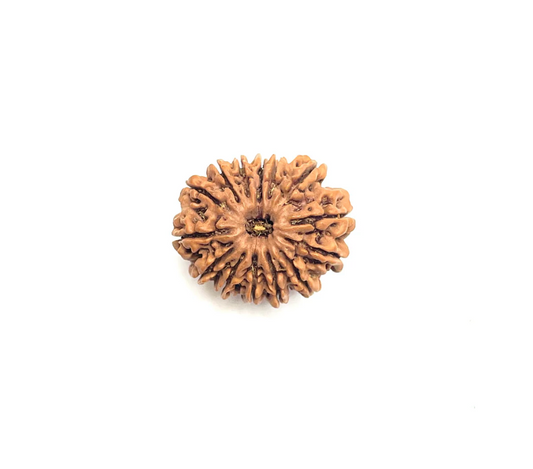14 Mukhi Premium Rudraksha (Nepali Bead)