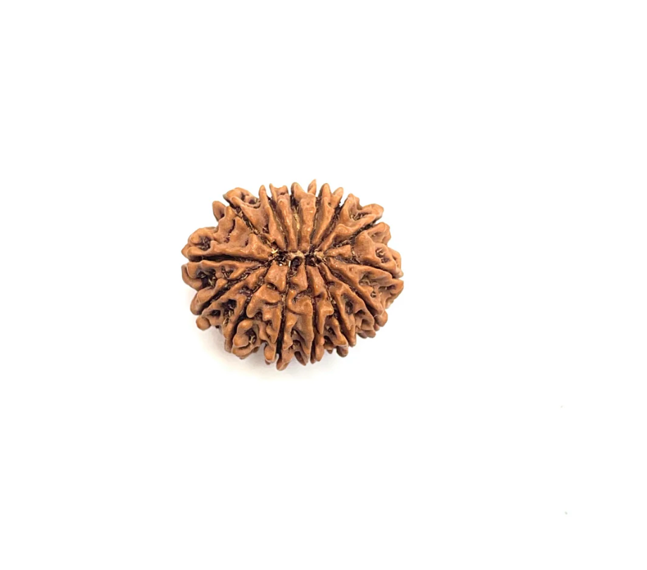 14 Mukhi Premium Rudraksha (Nepali Bead)