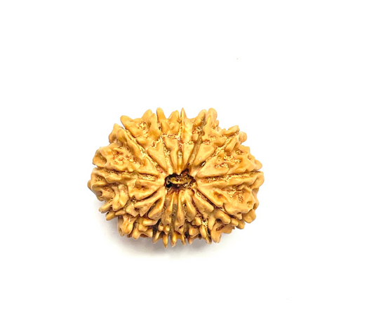 14 Mukhi Premium Rudraksha (Nepali Bead)