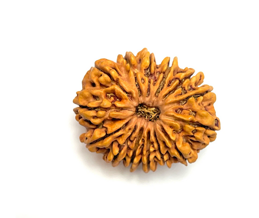 14 Mukhi Premium Collector Rudraksha (Nepali Bead)