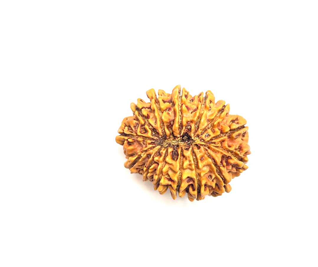 14 Mukhi Premium Collector Rudraksha (Nepali Bead)