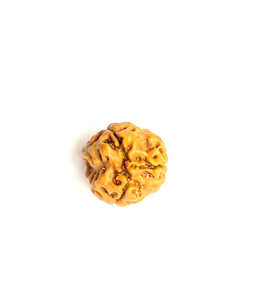 3 Mukhi Rudraksha (Nepali Bead)