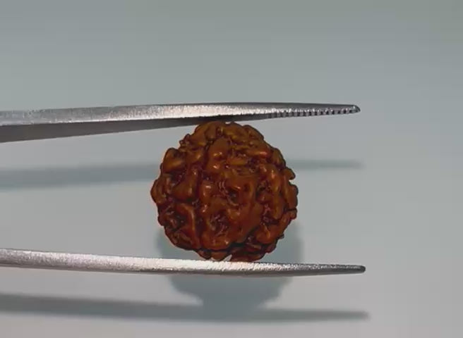 6 Mukhi Rudraksha (six faced)