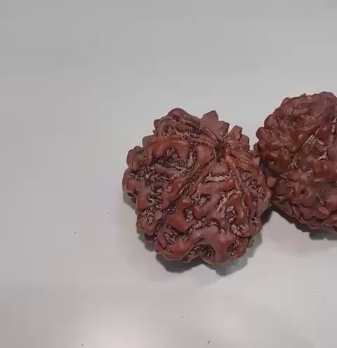 7 Mukhi Rudraksha