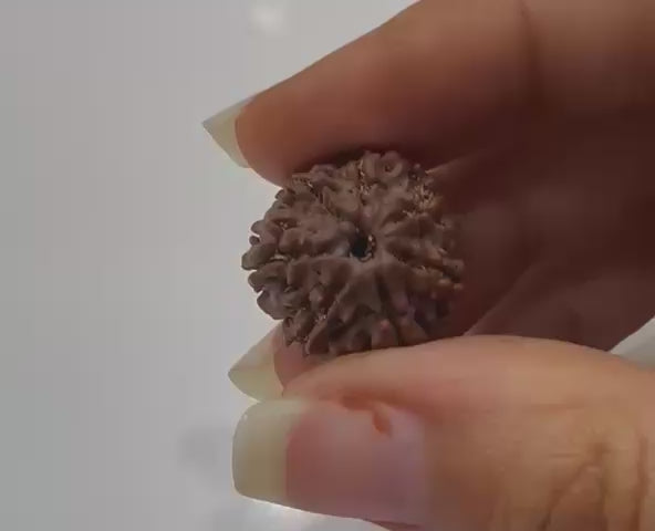 7 Mukhi Rudraksha