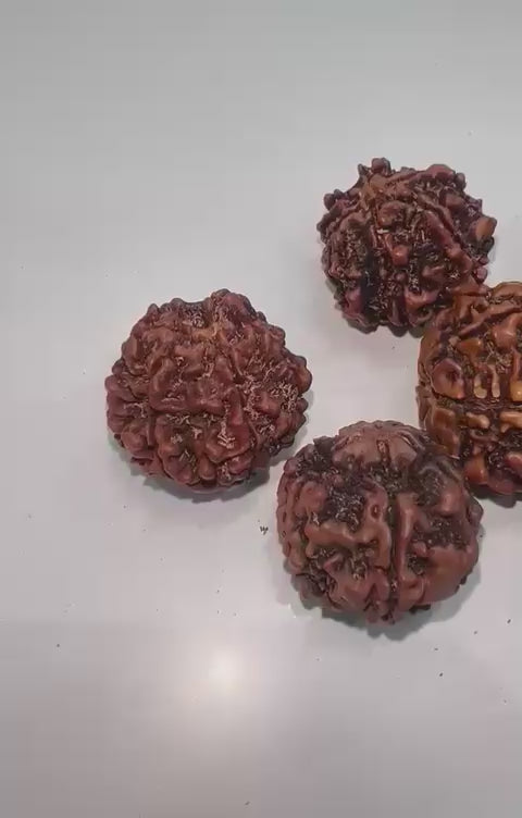 6 Mukhi Rudraksha (six faced)