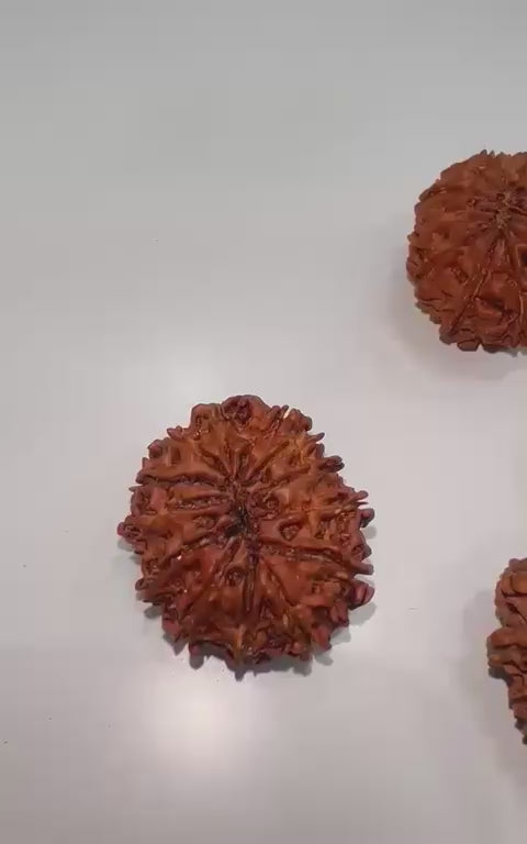 13 Mukhi Rudraksha