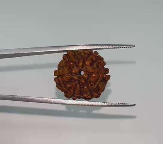 6 Mukhi Rudraksha (six faced)