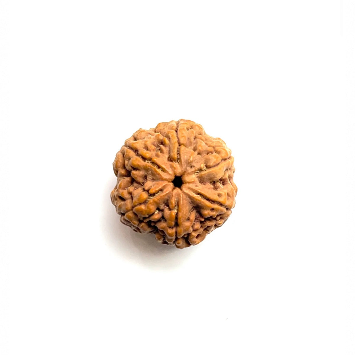 6 Mukhi Rudraksha (six faced)